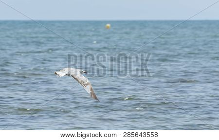 Audouin Gull, Larus Audouinii, In Flight. It Is An Endangered Gull Restricted To The Mediterranean A
