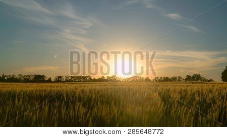 Man In Casual Clothes Going Through The Field In Sunset. Silhouettes Male Outdoors Enjoy Freedom And