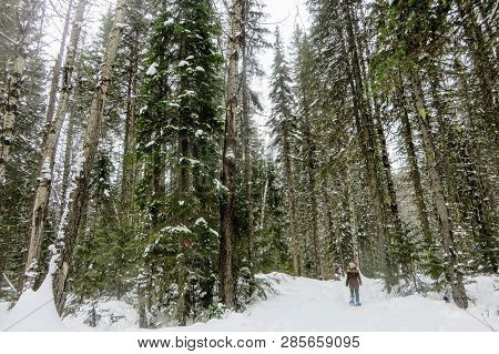 A Young Woman Snowshoeing Through The Forests Of Fernie Mountain Provincial Park, British Columbia, 