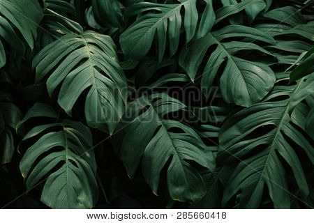 Monstera delicosa leaves textured background