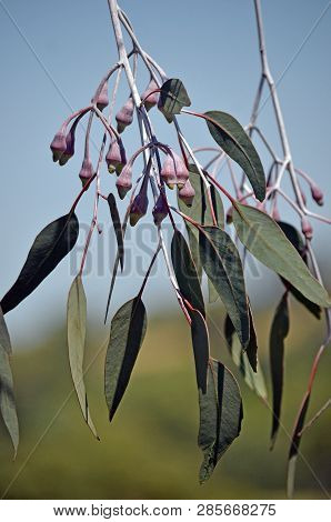 Purple Buds And Pendulous Leaves And Branches Of The Australian Native Eucalyptus Caesia Subspecies 