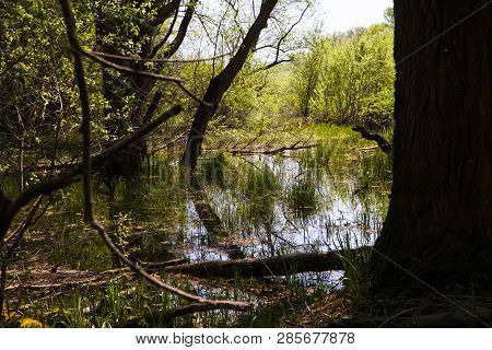 View Of The Karst Submerged River In The Doberdò Lake