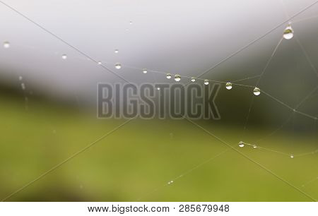 Drops Of Dew Covered Spiderwebs In The Grass At Sunrise With Fog At Background. Ponga, Asturias, Spi