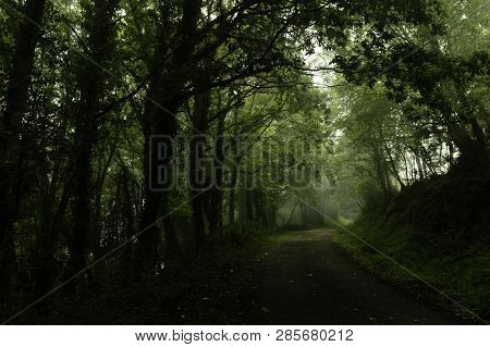 Winding Dirt Gravel Road Through Sunny Green Deciduous Forest Illuminated By Sunbeams Through Mist, 