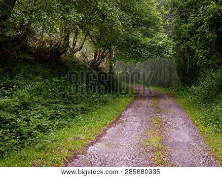 Winding Dirt Gravel Road Through Sunny Green Deciduous Forest Illuminated By Sunbeams Through Mist, 