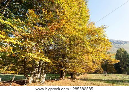 Trees In Autumn Season Background. Autumn Lansdscape