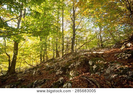 Trees In Autumn Season Background. Autumn Lansdscape