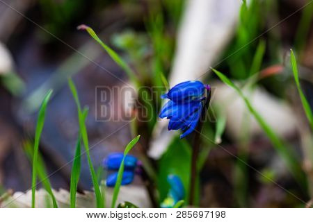 First Spring Flowers
