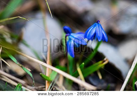 First Spring Flowers
