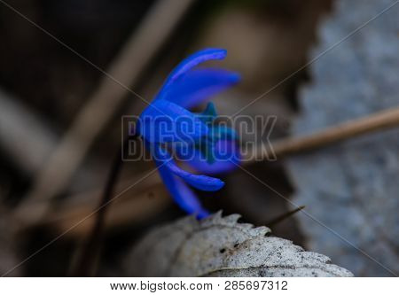 First Spring Flowers