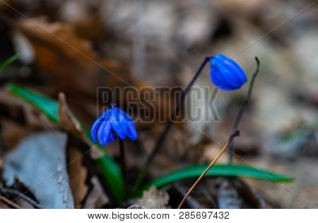 First Spring Flowers