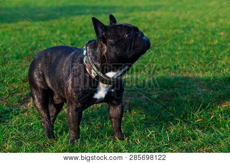 Dog Breed French Bulldog Is Stand On Green Grass