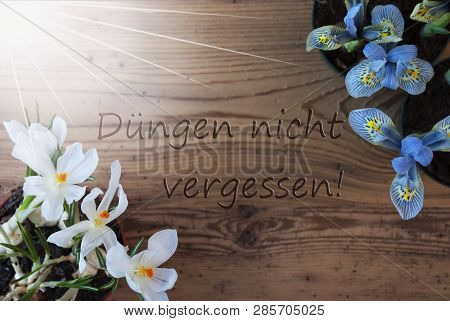 Sunny Crocus, Hyacinth, Duengen Nicht Vergessen Means Dont Forget Dung
