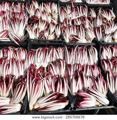 Red Radicchio Called Radicchio Tardivo For Sale In Northern Italy In Winter