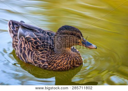 Portrait Of A Females Of Duck On The Water In Pond