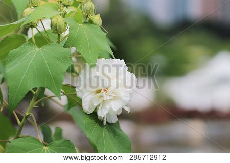 Close Up Of Hibiscus Mutabilis At Park Autumn