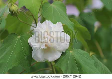Close Up Of Hibiscus Mutabilis At Park Autumn