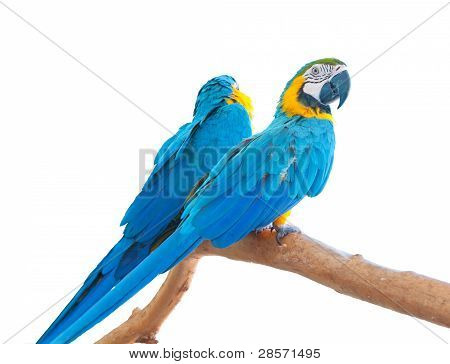 Blue-and-Yellow Macaws