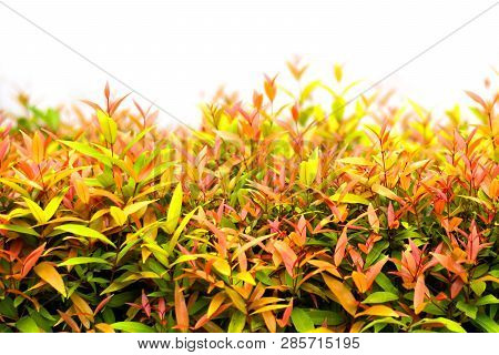 Fresh Tio Vegetable Or Cratoxylum Formosum Leaves In Farm