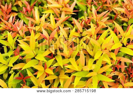 Fresh Tio Vegetable Or Cratoxylum Formosum Leaves In Farm