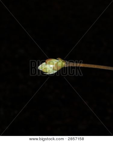 Bud
