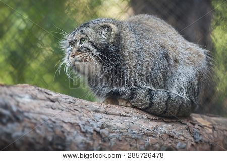 Pallas Cat (otocolobus Manul). Manul Is Living In The Grasslands And Montane Steppes Of Central Asia