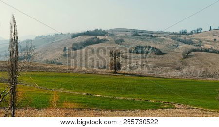 Hilly Landscape On Sunny Day, Wheat Growth, Rural Background