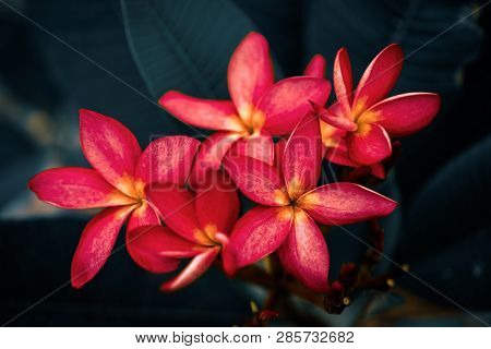Copy Space Of Plumeria (frangipani) Flower Or Leelawadee Thailand Name.