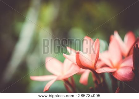 Copy Space Of Plumeria (frangipani) Flower Or Leelawadee Thailand Name.