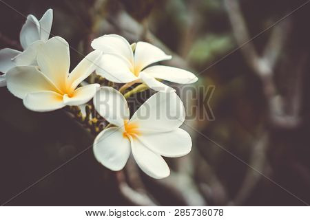 Copy Space Of Plumeria (frangipani) Flower Or Leelawadee Thailand Name.