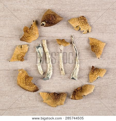 Traditional Entheogen. Dry Magic Mushrooms Flat Lay. Alternative Medicine, Mircodosing.