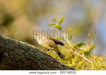 Pine Warbler Setophaga Pinus Perches In A Tree