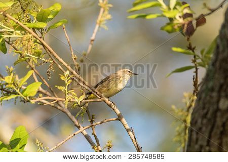 Pine Warbler Setophaga Pinus Perches In A Tree