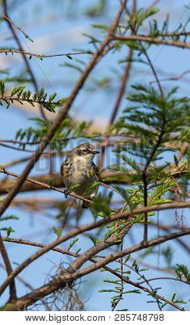 Yellow-rumped Warbler Setophaga Coronata Perches On A Tree