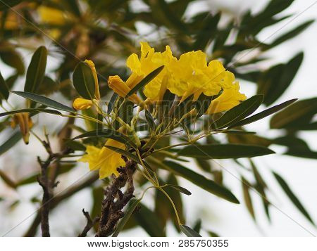 Oleander Apocynaceae Oleander Sweet Oleander Rose Bay Yellow Flower Beautiful In Nature