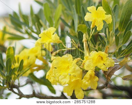Nerium Oleander Apocynaceae Oleander Sweet Oleander Rose Bay Yellow Flower Beautiful In Nature