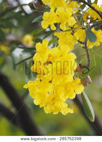 Oleander Apocynaceae Oleander Sweet Oleander Rose Bay Yellow Flower Beautiful In Nature