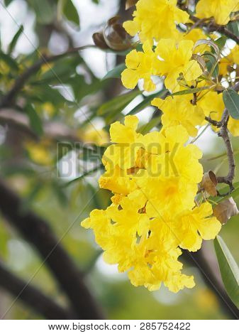 Oleander Apocynaceae Oleander Sweet Oleander Rose Bay Yellow Flower Beautiful In Nature