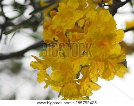 Oleander Apocynaceae Oleander Sweet Oleander Rose Bay Yellow Flower Beautiful In Nature