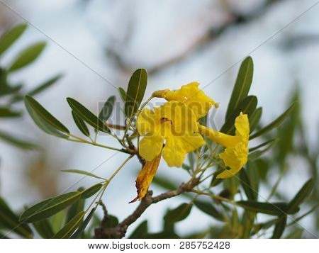 Oleander In Full Bloom Apocynaceae Oleander Sweet Oleander Rose Bay Yellow Flower Blossom Beautiful 