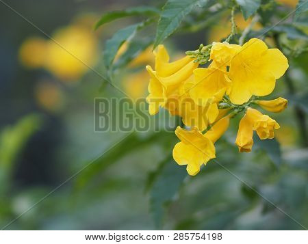 Tecoma Stans Magnoliophyta Lamiales Bignoniaceae Yellow Flower Beautiful In Nature Blur Background
