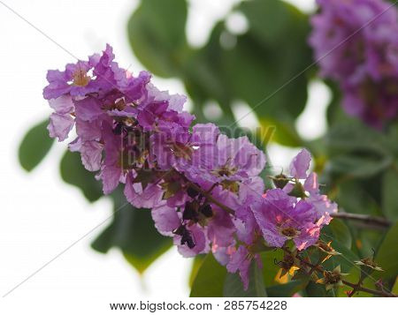 Violet Flower Blossom Lagerstroemia Speciosa Pers Lythraceae Lagerstroemia Beautiful Bouquet In Natu
