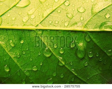 Folha gota verde