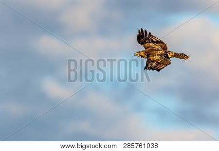 Juvenille Red-shouldered Hawk, Buteo Lineatus, In Flight Against A Blue Cloudy Sky In Winter