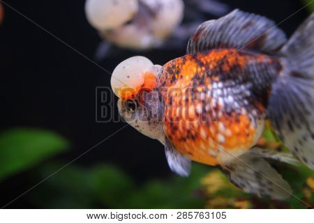 Calico Crown Pearlscale Gold Fish