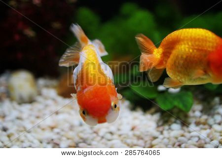 Red And White Ranchu Gold Fish