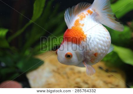 Golf Ball Peralscale Gold Fish