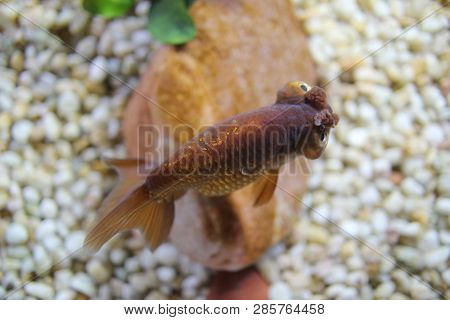 The Gold Fish At Pond