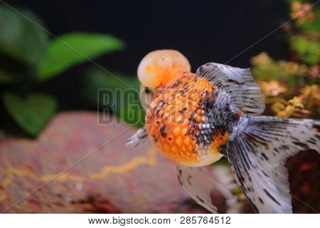 Calico Crown Pearlscale Gold Fish