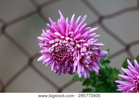 Chrysanthemum Or Chrysanths Flowering Plants With Fully Open Blooming Violet Flowers Growing In Fron